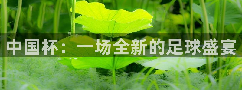 女足世界杯直播在线观看免费高清：中国杯：一场全新的足球盛宴